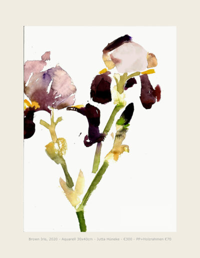 A02 Aquarell Brown Iris 1, Blumenaquarell, Blüten braune Schwertlilie Watercolour Brown Iris 1, Watercolour of Flowers, Flowers brown iris