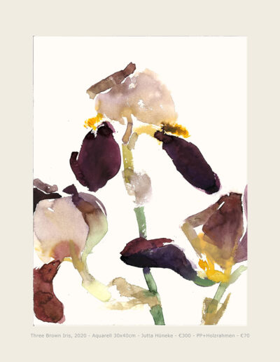 Aquarell Brown Iris 2, Blumenaquarell, Blüten braun-violette Schwertlilie Watercolour Brown Iris 2, Watercolour of Flowers, Flowers brown violet iris