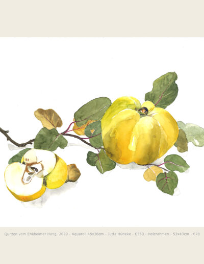 Aquarell Quitten mit Zweig und Blättern, Quitte angeschnitten, Watercolour Quince with twig and leaves, Quince cut open