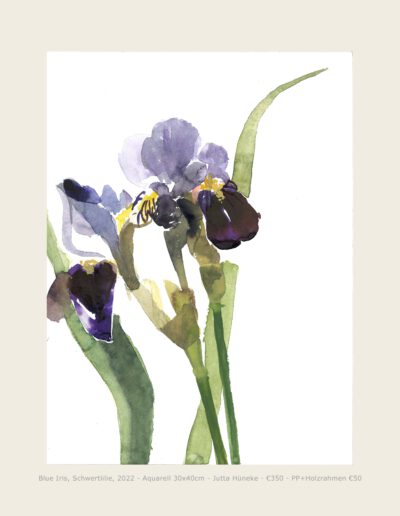 Aquarell blaue Iris Schwertlilie Illustration Watercolour Watercolor Blue Iris